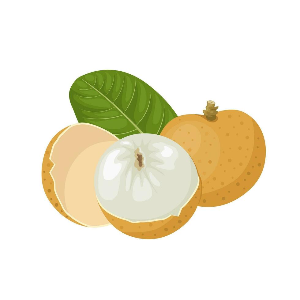 Vector illustration, longan fruit with green leaves, isolated on a white background.