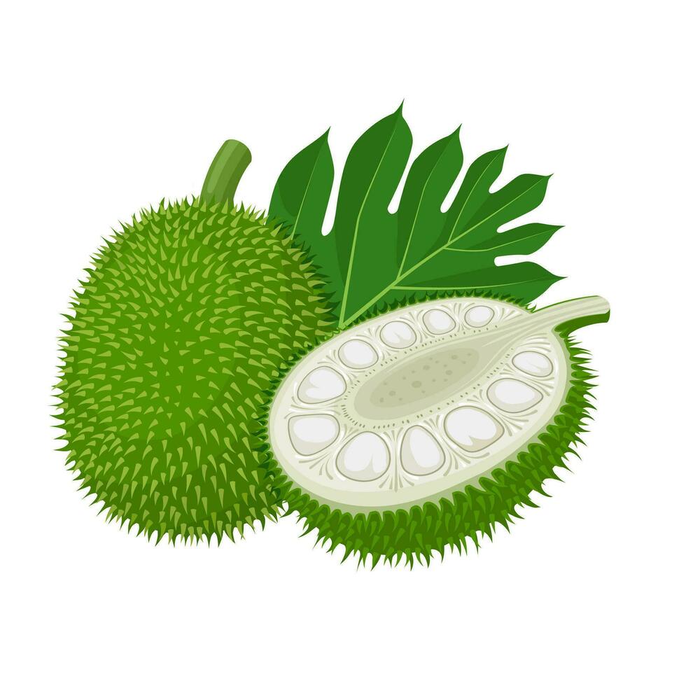 Vector illustration, whole and half breadnut, scientific name Artocarpus camansi, isolated on white background.