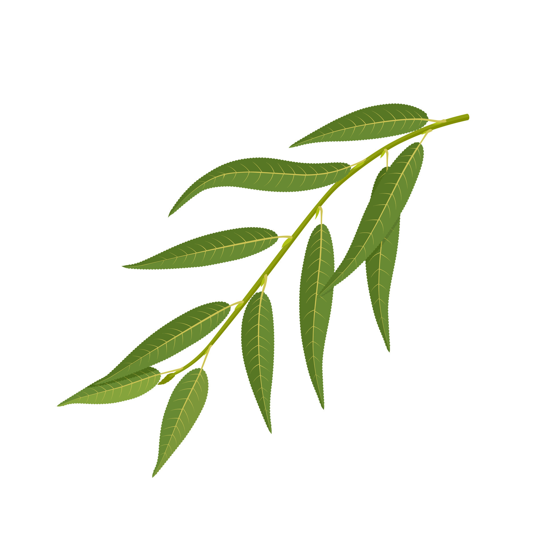 Vector illustration, willow leaf, Salix babylonica, or weeping willow, isolated on white