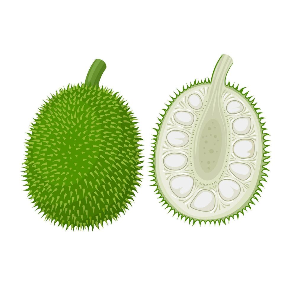 Vector illustration, whole and half breadnut, scientific name Artocarpus camansi, isolated on white background.