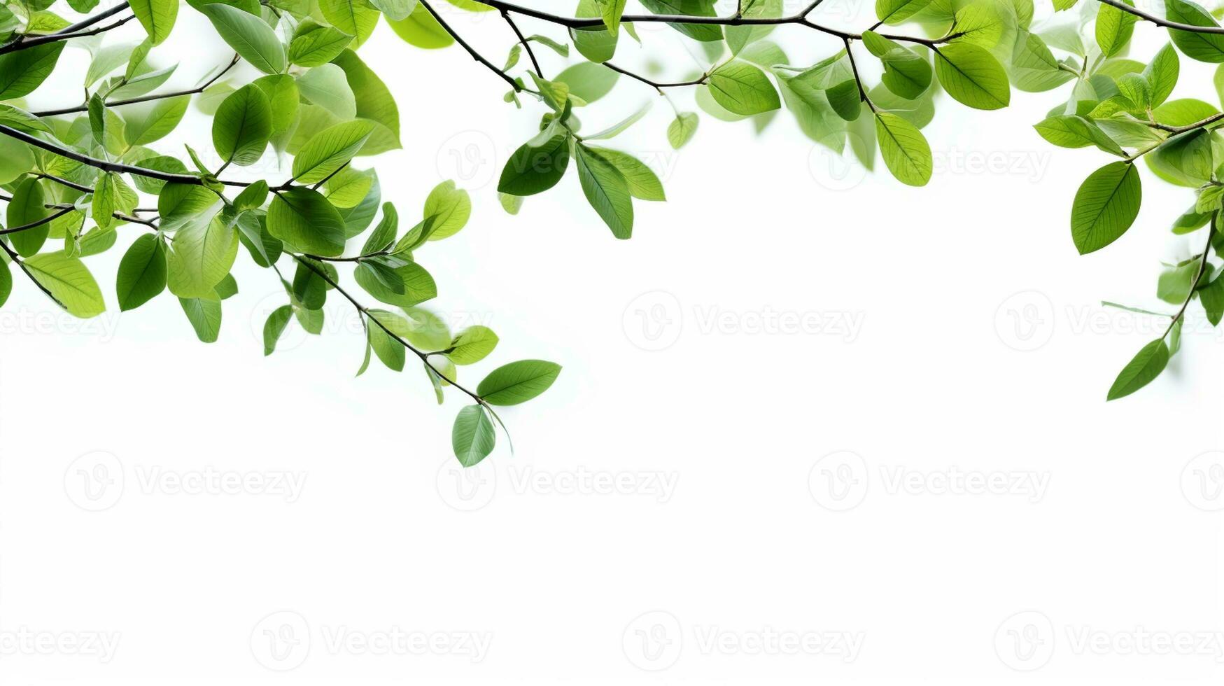 AI Generative soft green tree branches on white background with copy space photo