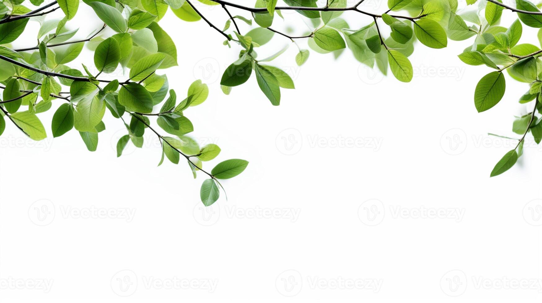 soft green tree branches on white background with copy space photo
