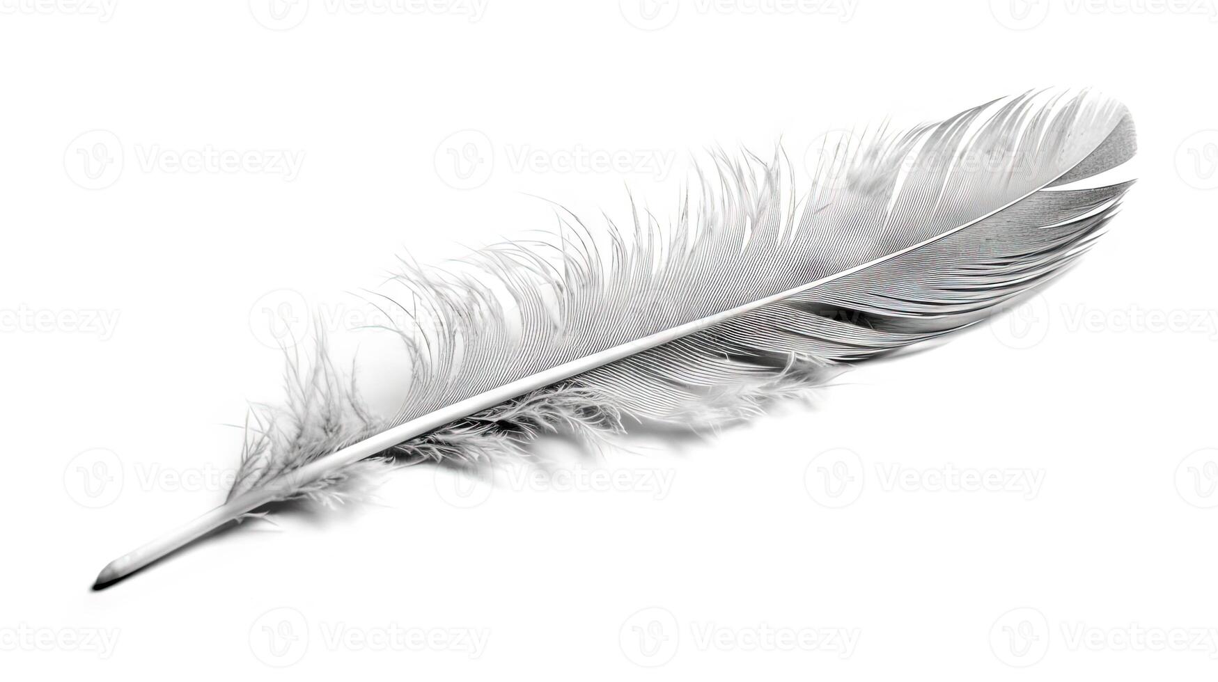 Bird feather on white background. Beautiful bird plumage or wing element, isolated smooth feather. . photo