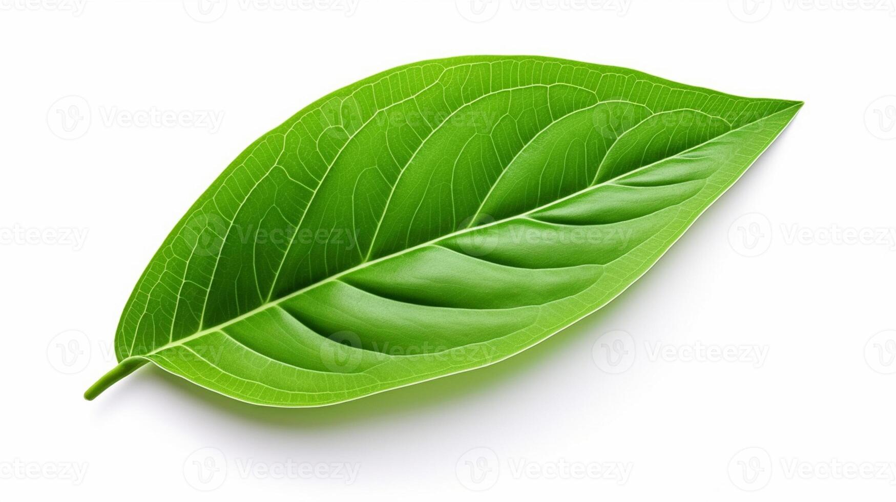 green leaf on white background photo