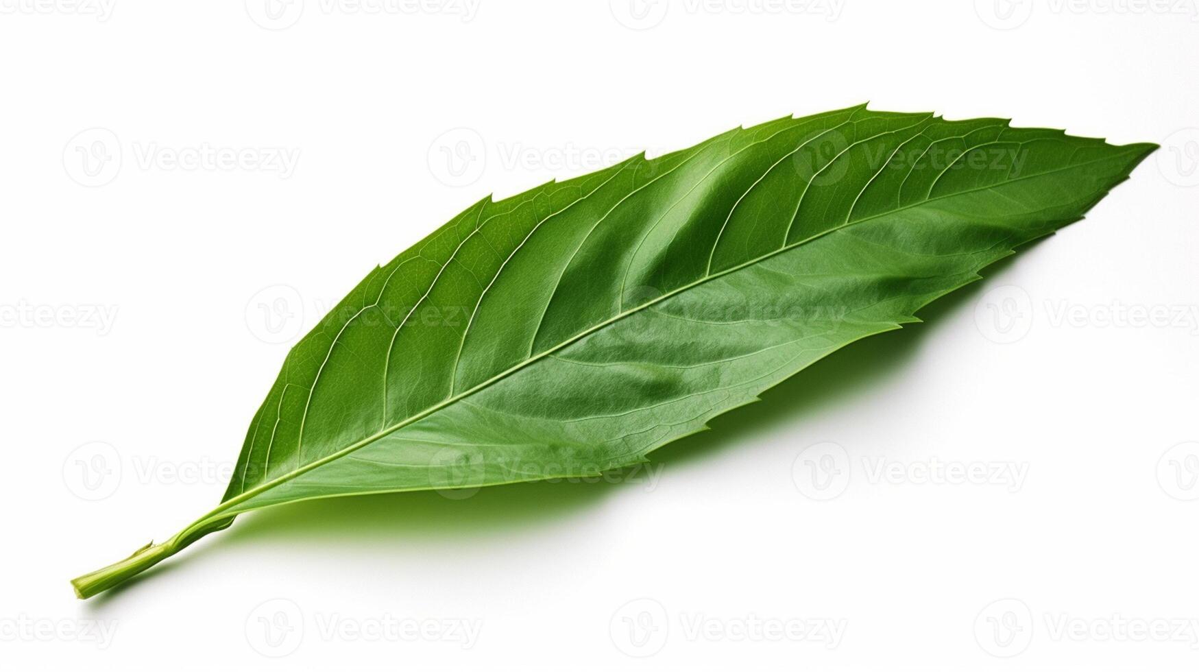 green leaf on white background photo