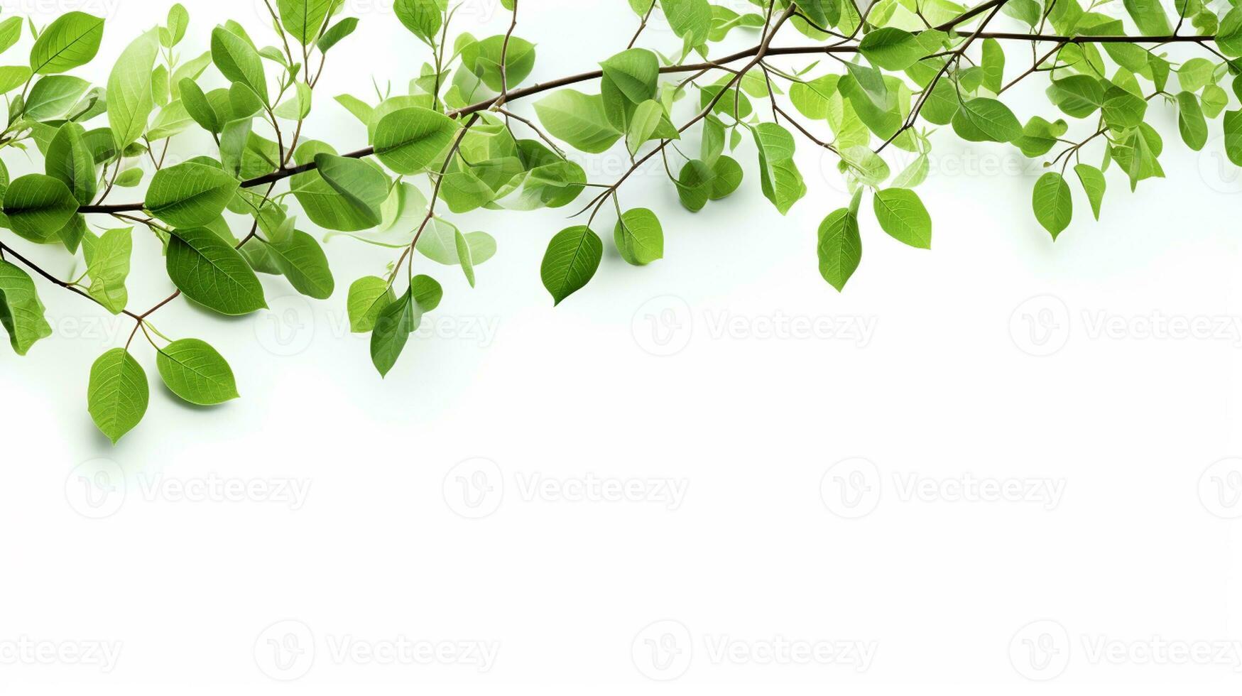 AI Generative soft green tree branches on white background with copy space photo