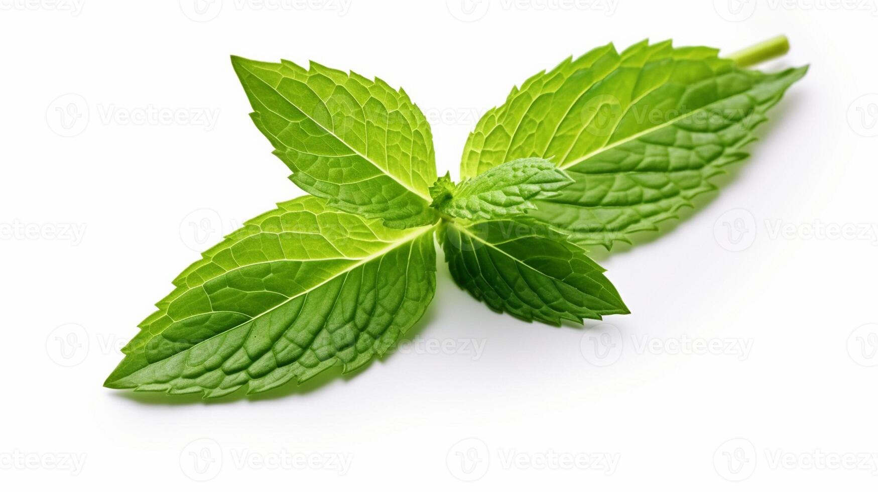 green leaf on white background photo