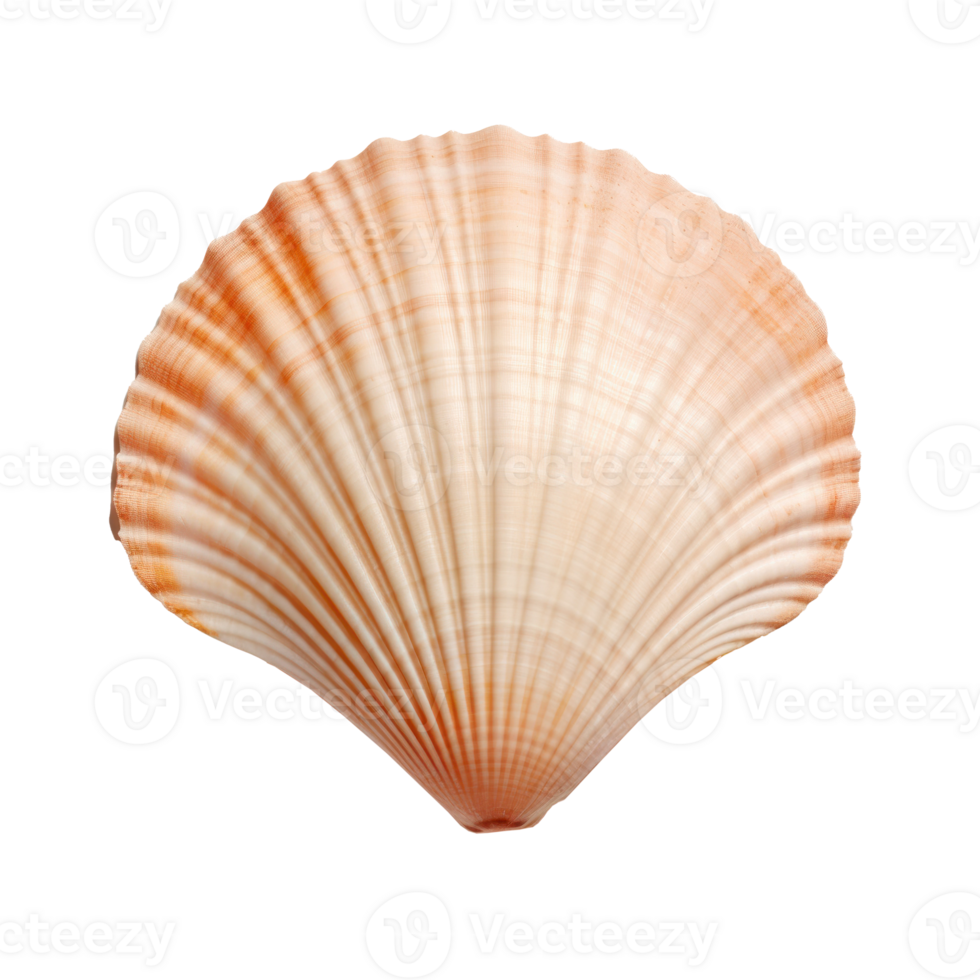 Small sea shell isolated. Illustration png