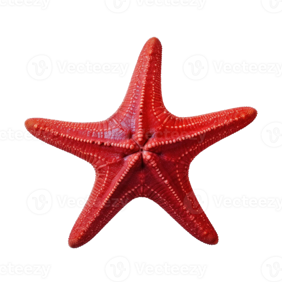 Small starfish isolated. Illustration AI Generative png