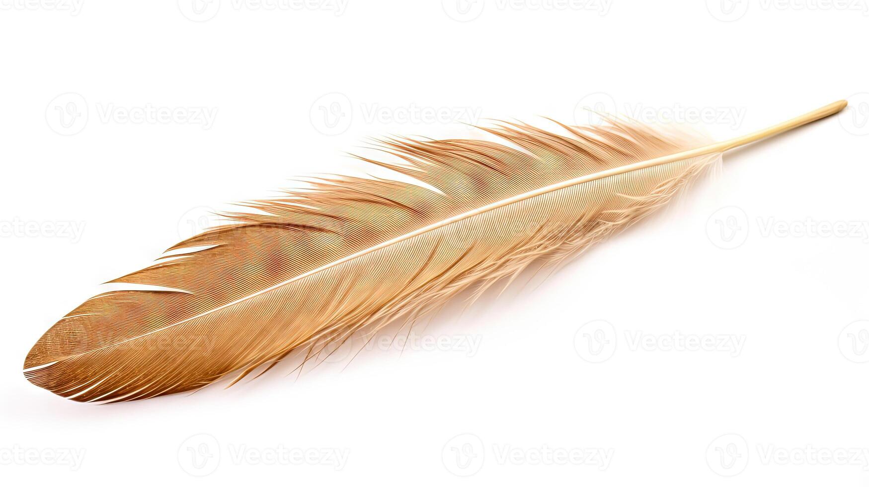 Bird feather on white background. Beautiful bird plumage or wing element, isolated smooth feather. . photo