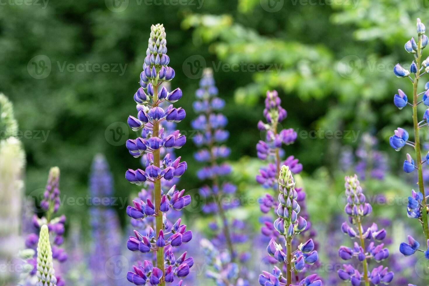 A close-up of a beautiful lupine field plant. photo