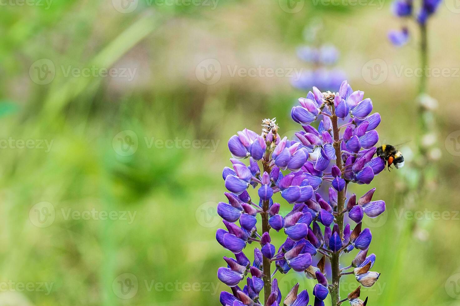 Blooming lupine and flying bumblebee. photo
