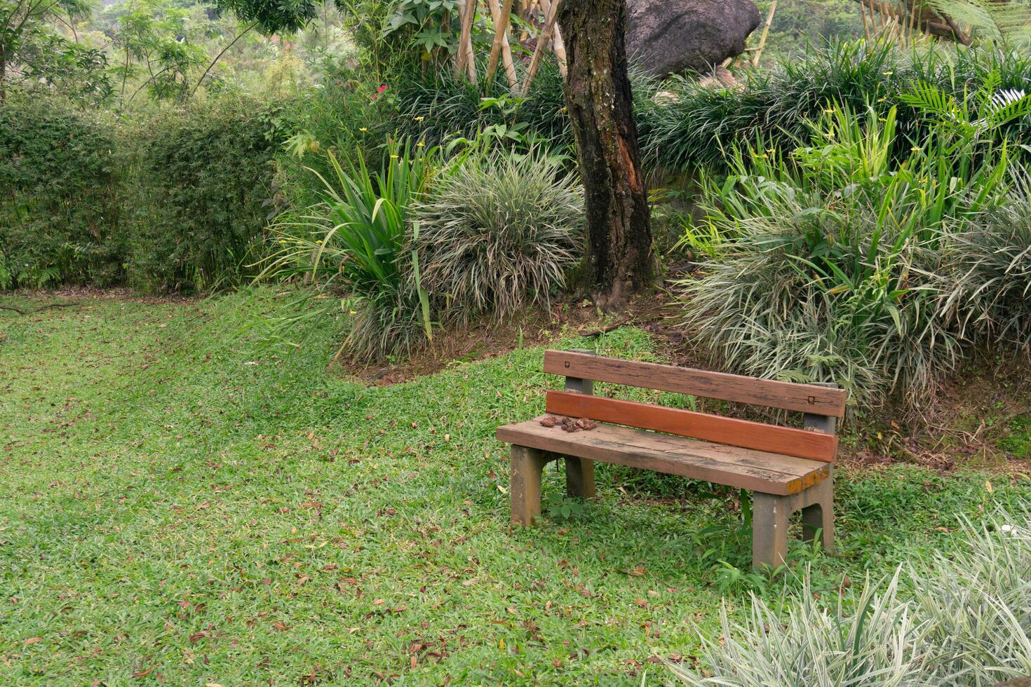 An empty wooden bench sits amidst a lush, leafy park, providing an ideal spot for relaxation and reading. photo