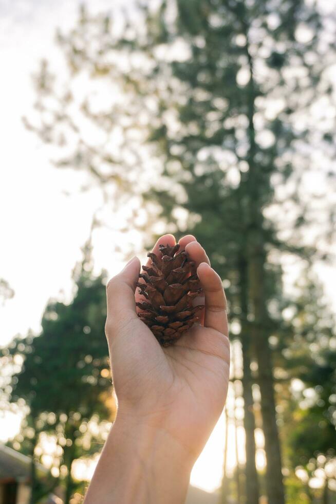 A hand holding a pine seed with a blurred background. Pinecone in hand with a pine forest background photo