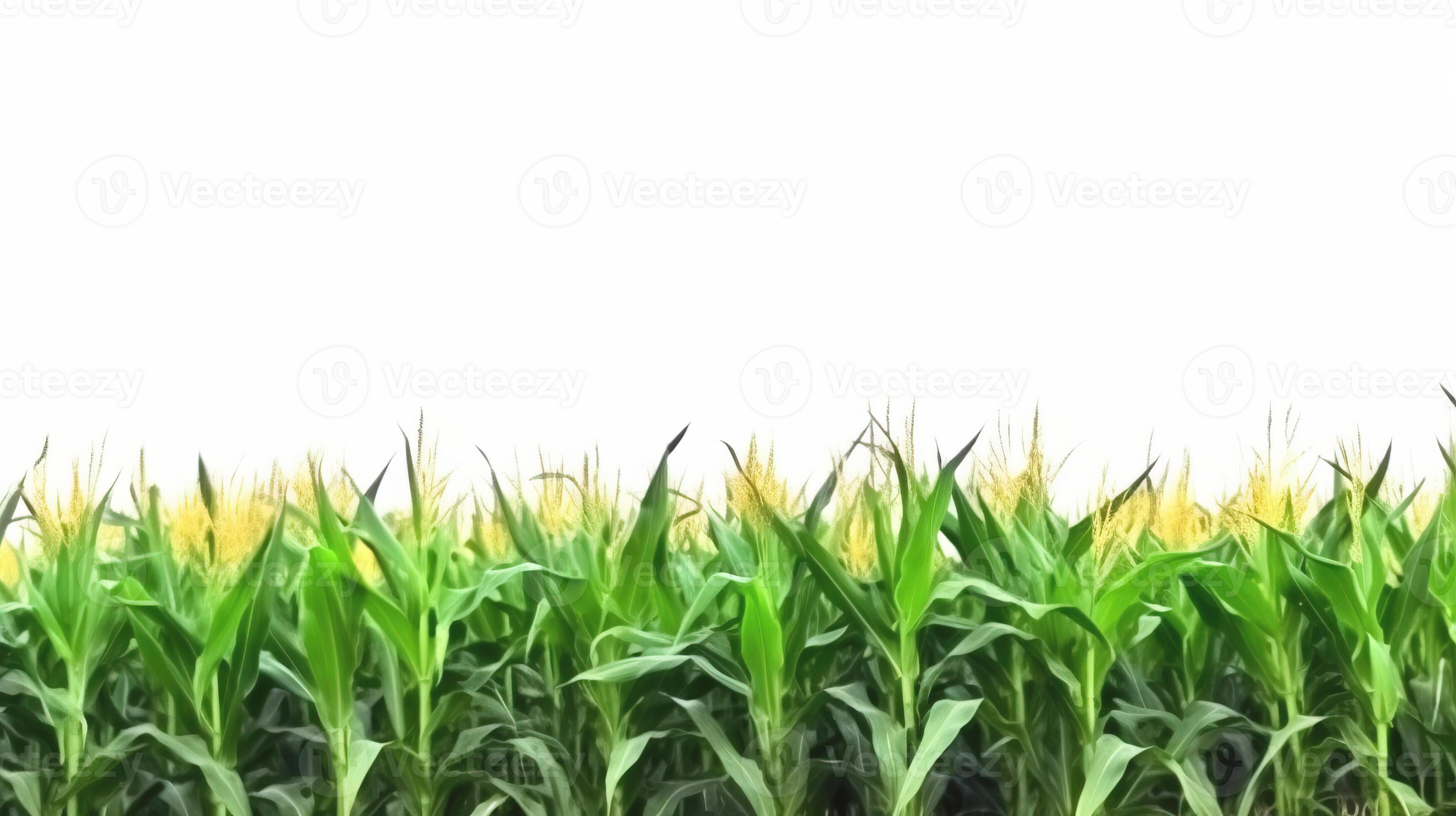 Corn field on a white background, isolate, natural product. AI
