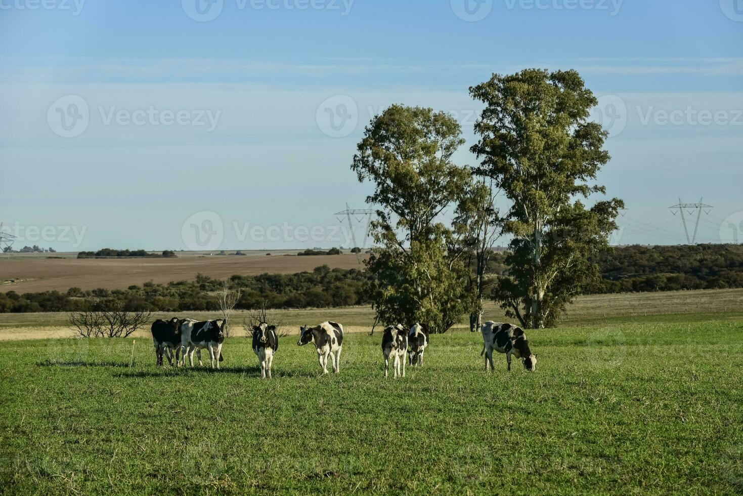 vacas en el argentino campo,pampa,argentina foto