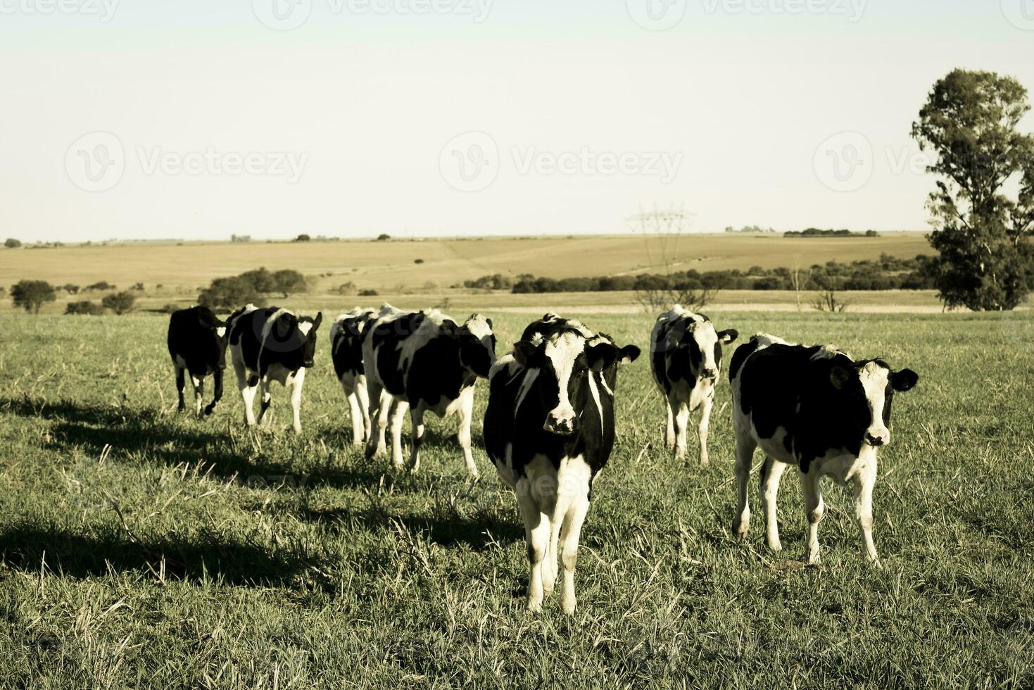 vacas en el argentino campo,pampa,patagonia,argentina foto