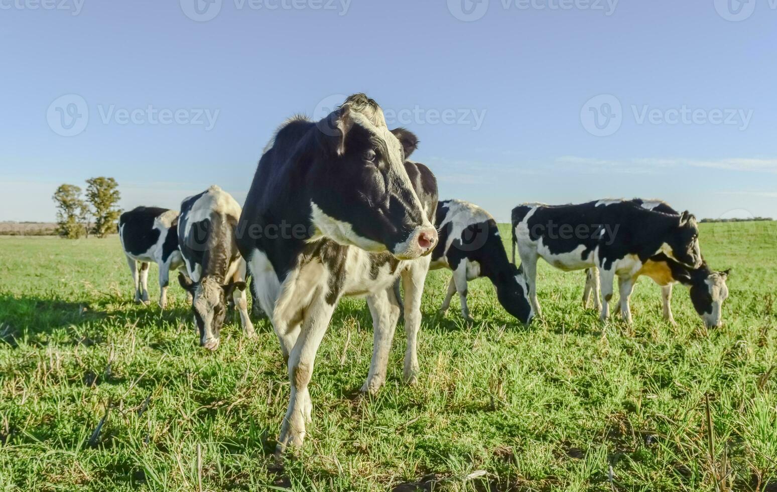 Dairy cow in Pampas countryside,Patagonia,Argentina photo