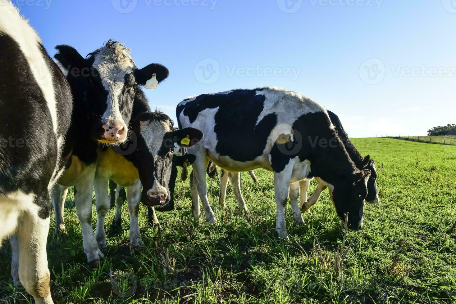 lechería vaca en pampa campo,patagonia,argentina foto