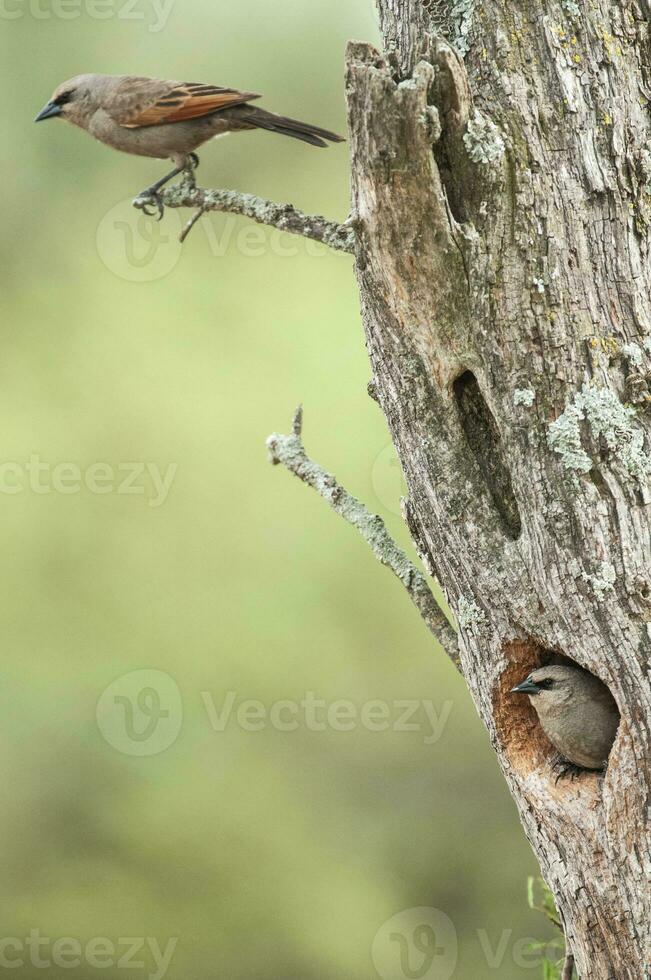 bahía con alas cowbird anidando, en caldén bosque ambiente, la pampa provincia, Patagonia, argentina. foto