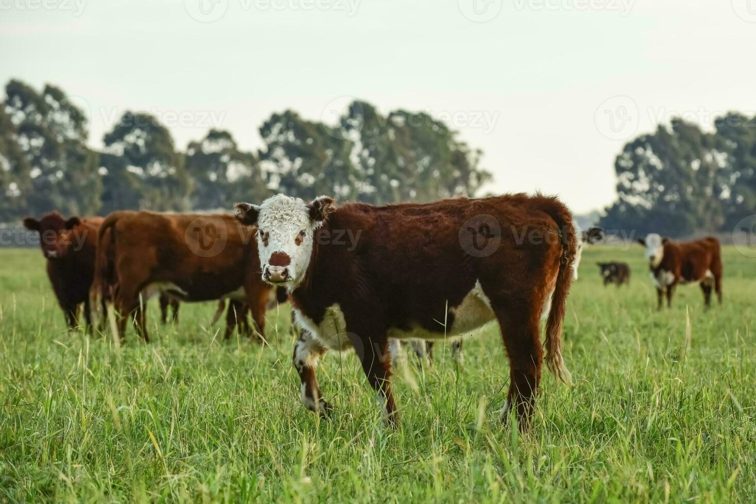 Steers fed on natural grass, Buenos Aires Province, Argentina photo