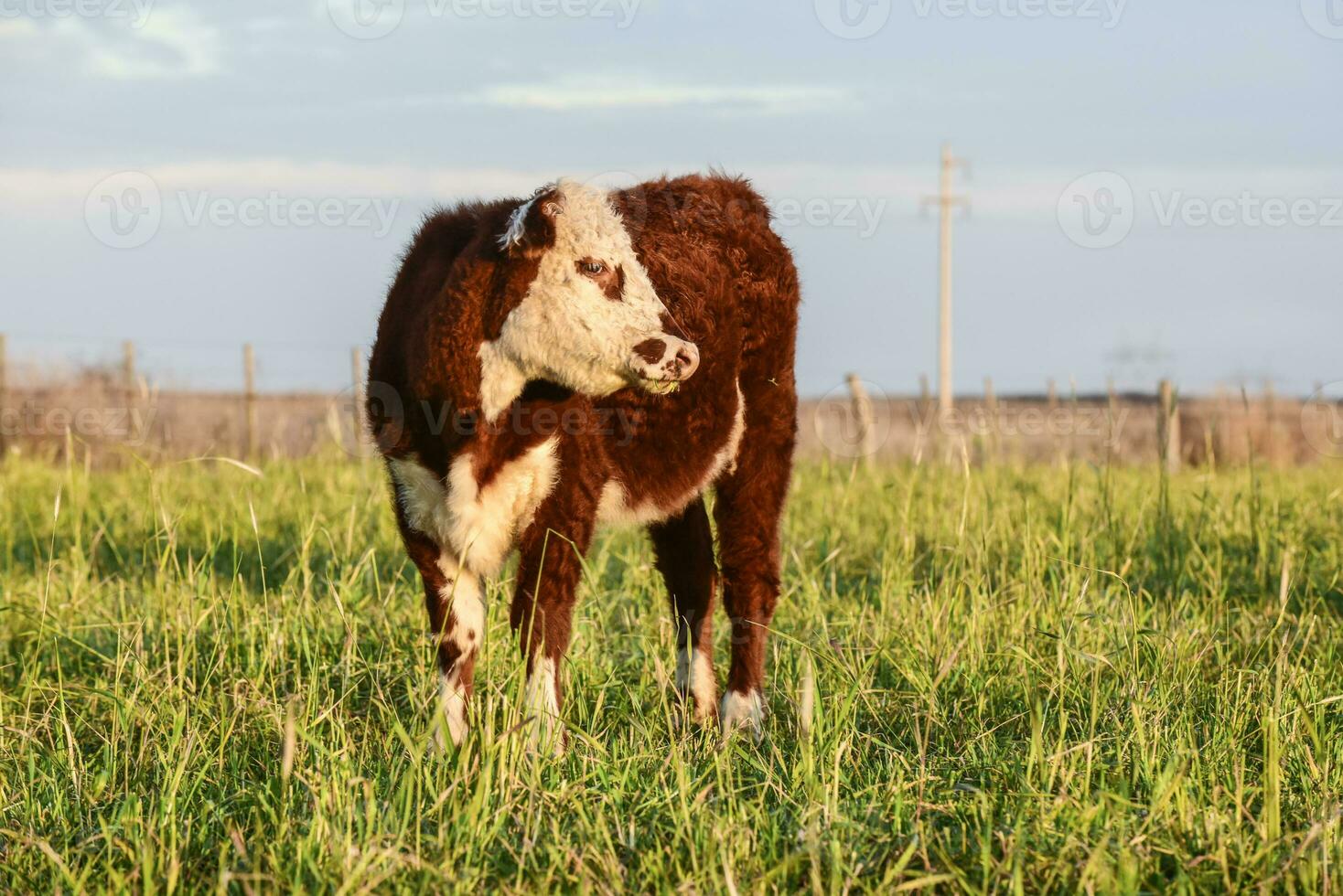 Livestock, Argentine meat production , in Buenos Aires countryside, Argentina photo