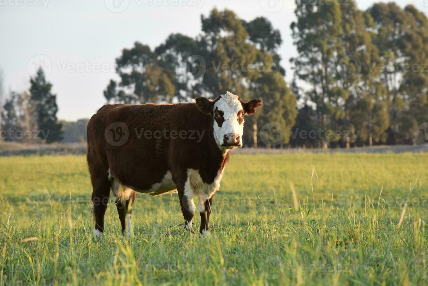 Livestock, Argentine meat production , in Buenos Aires countryside, Argentina photo