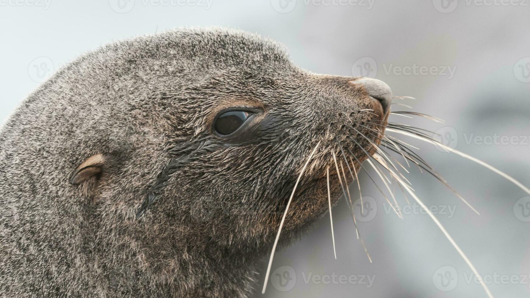 Antarctic fur seal,Arctophoca gazella, an beach, Antartic peninsula. photo