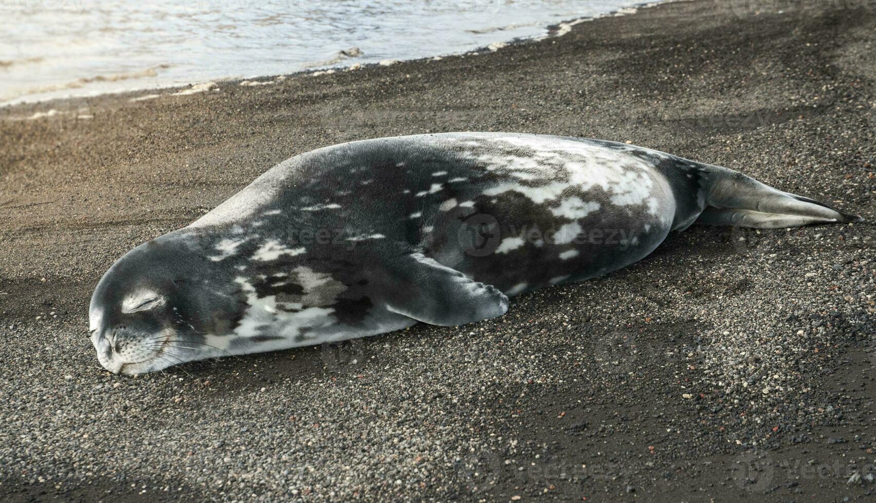 Weddell seal resting on an antartica beach,Antartic Peninsula photo