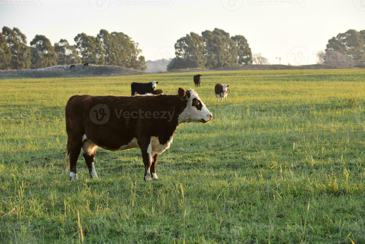 Livestock, Argentine meat production , in Buenos Aires countryside, Argentina photo