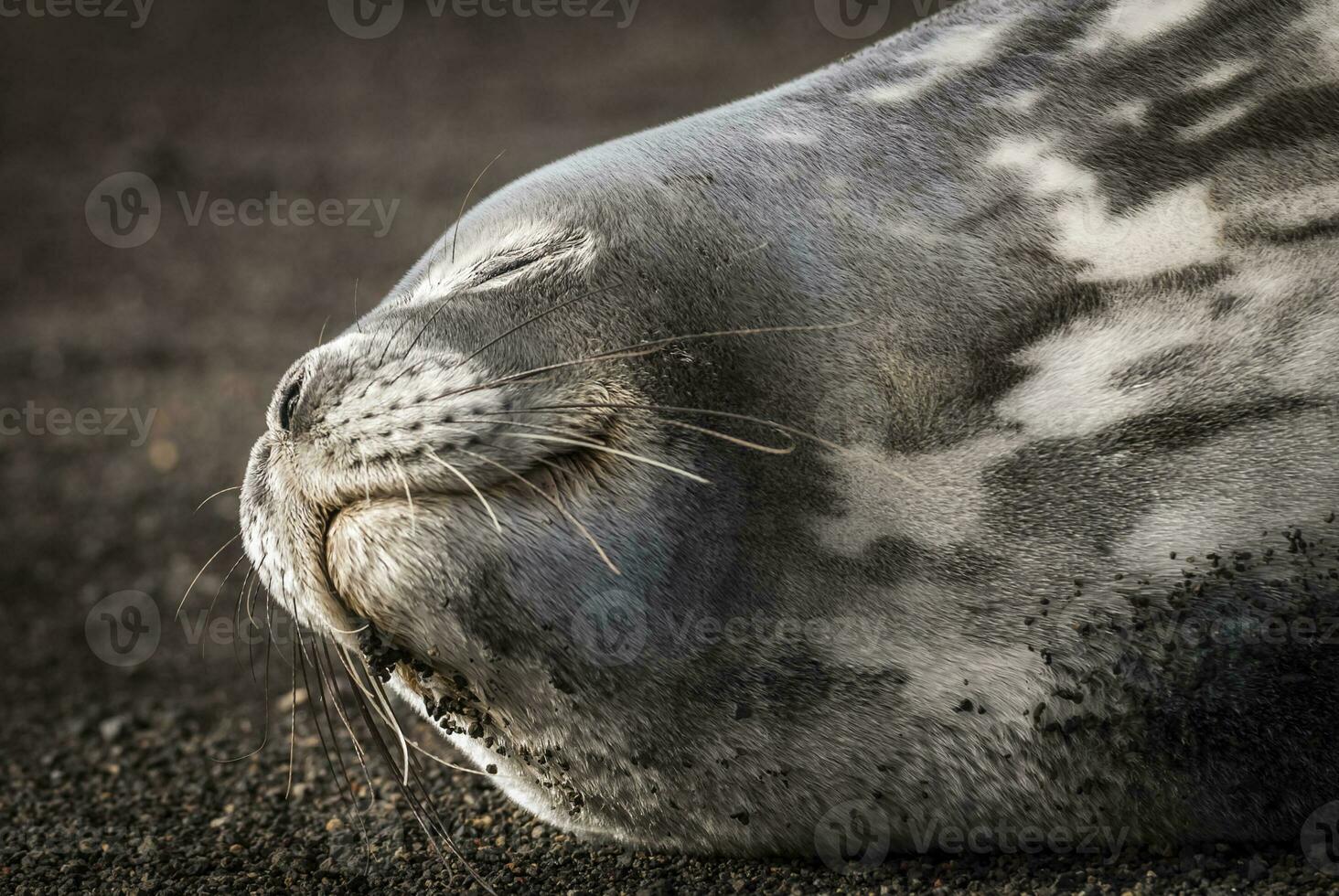 Weddell seal resting on an antartica beach,Antartic Peninsula photo