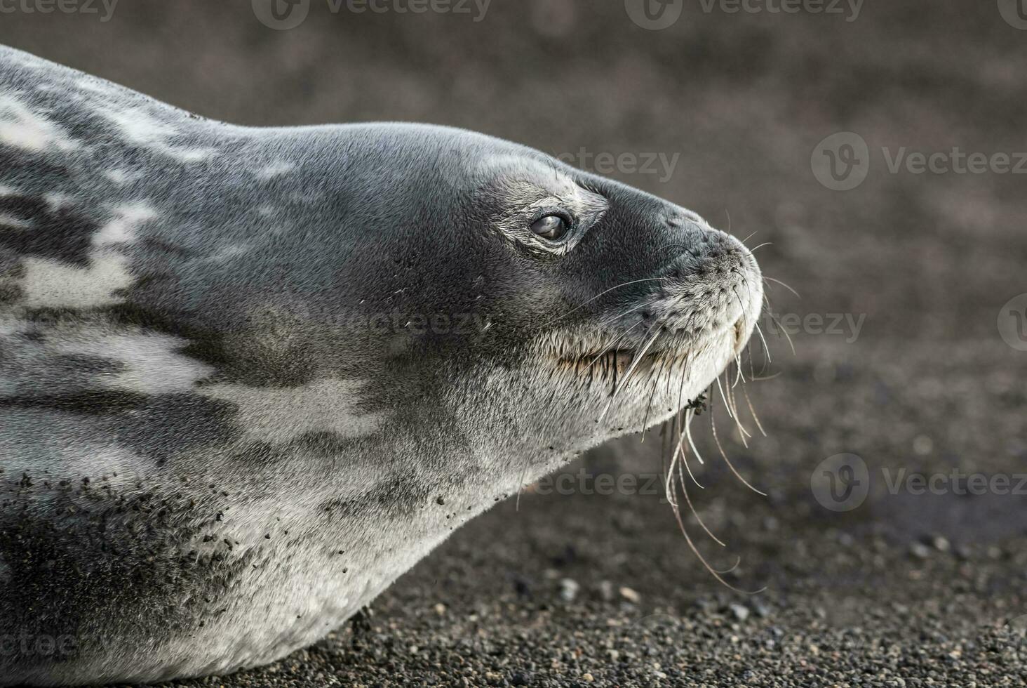 Weddell seal resting on an antartica beach,Antartic Peninsula photo