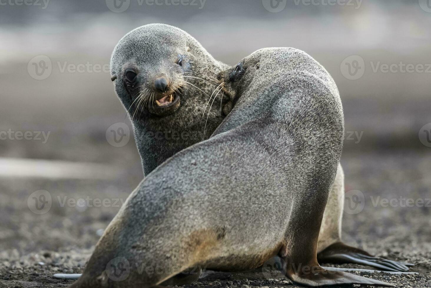 Antarctic fur seal,Arctophoca gazella,on Deception Island  beach, Antartic peninsula. photo