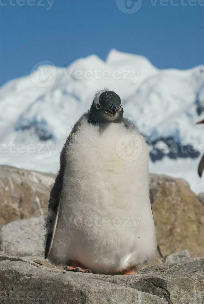 gentoo pingüino polluelo, pigoscelis papúa, neko Puerto,Antártida península. foto