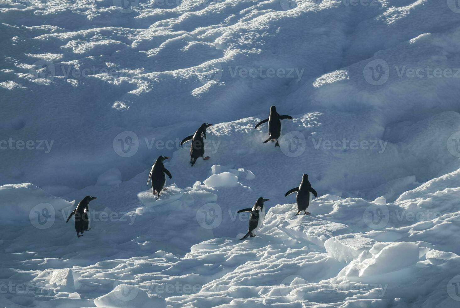 Gentoo Penguin,Pygoscelis papua, on iceberg, Antartica photo
