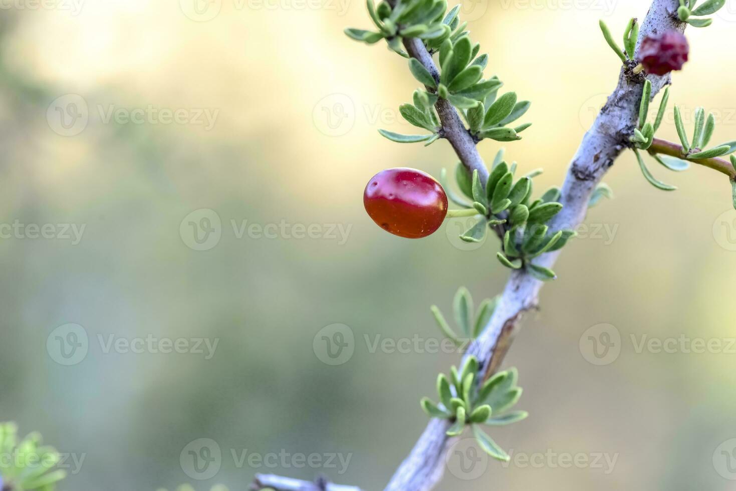 Piquillin, endemic wild fruits in the Pampas forest, Patagonia, Argentina photo