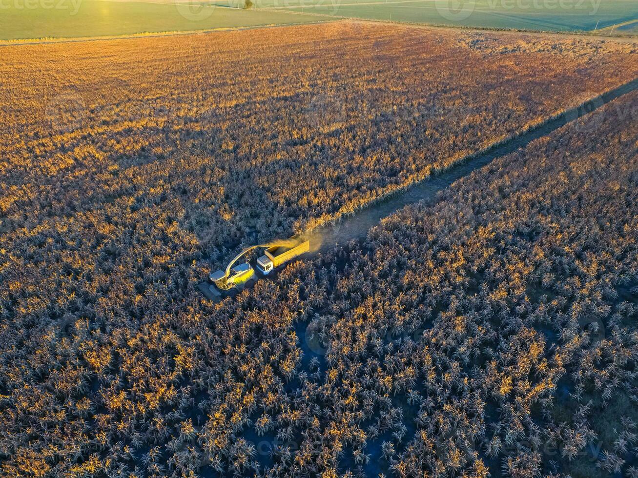Sorghum harvest, in La Pampa, Argentina photo