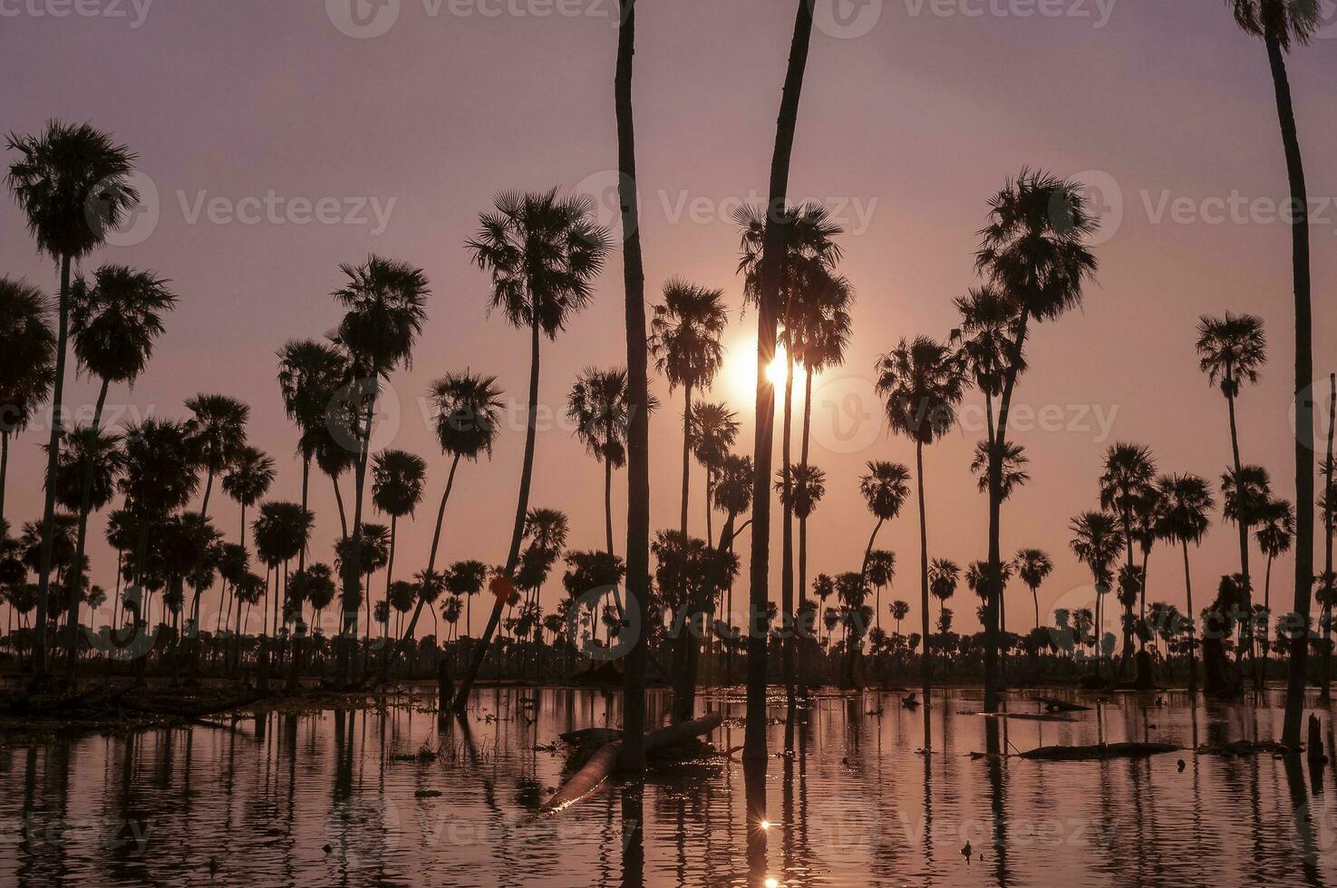 Palms landscape in La Estrella Marsh, Formosa province, Argentina. photo