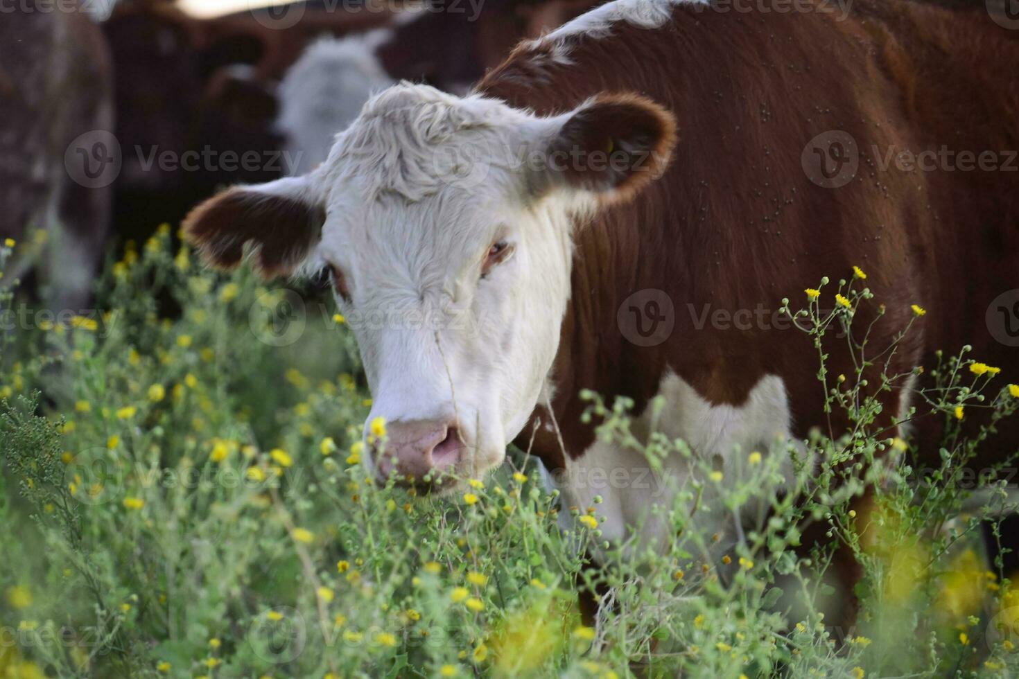 Steers fed on natural grass, Buenos Aires Province, Argentina photo