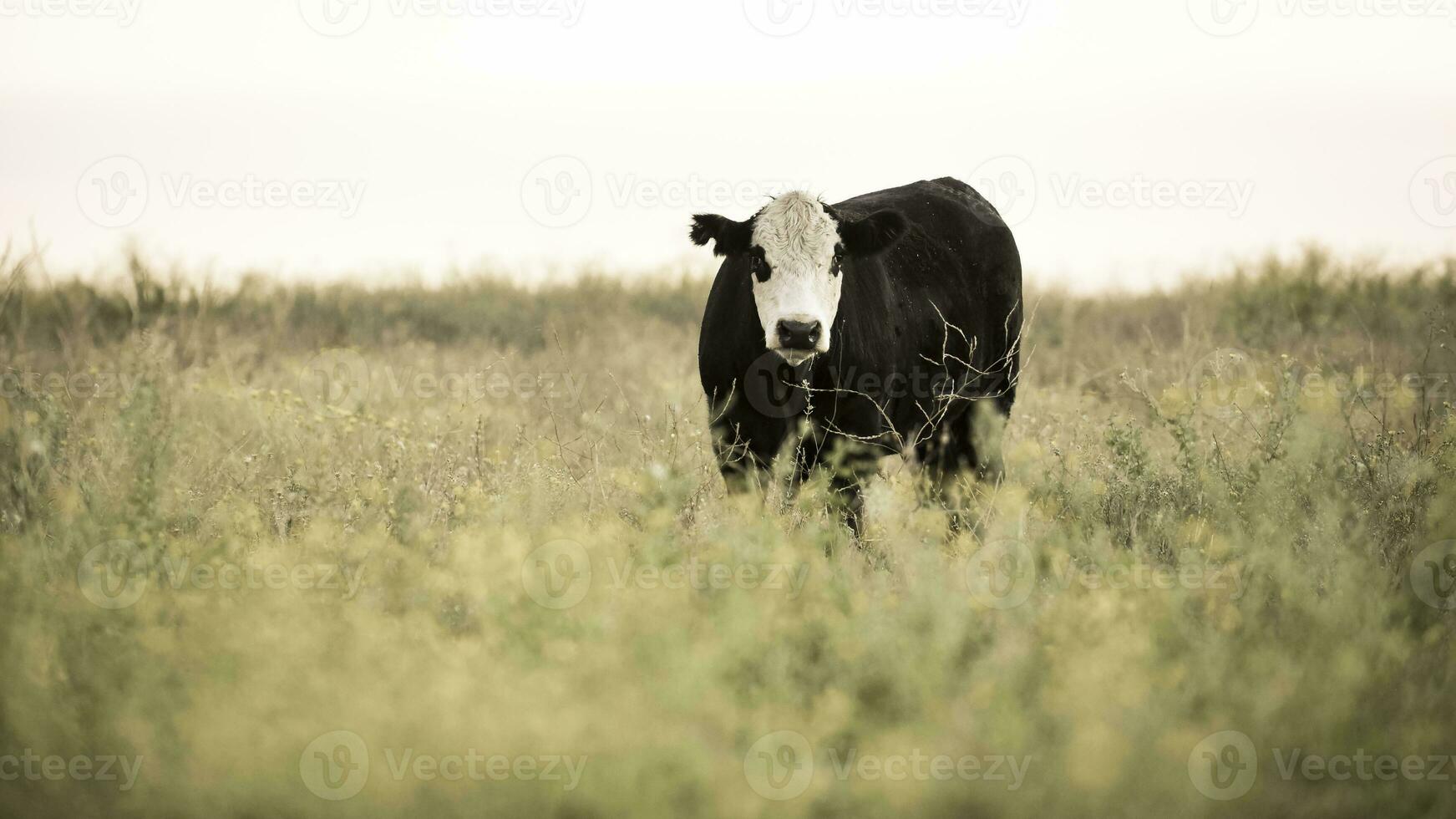 vacas en el argentino campo,pampa,patagonia,argentina foto