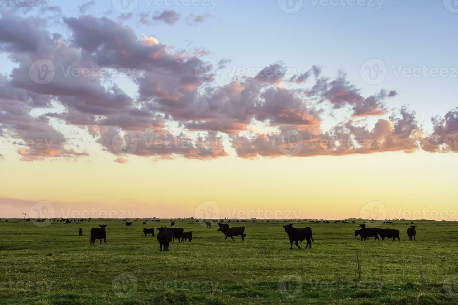 Cows grazing in the field, in the Pampas plain, Argentina photo