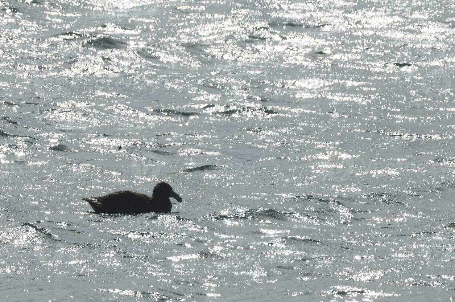 Giant Petrel , Peninsula Valdes, Unesco World heritage site, Chubut Province, Patagonia, Argentina. photo