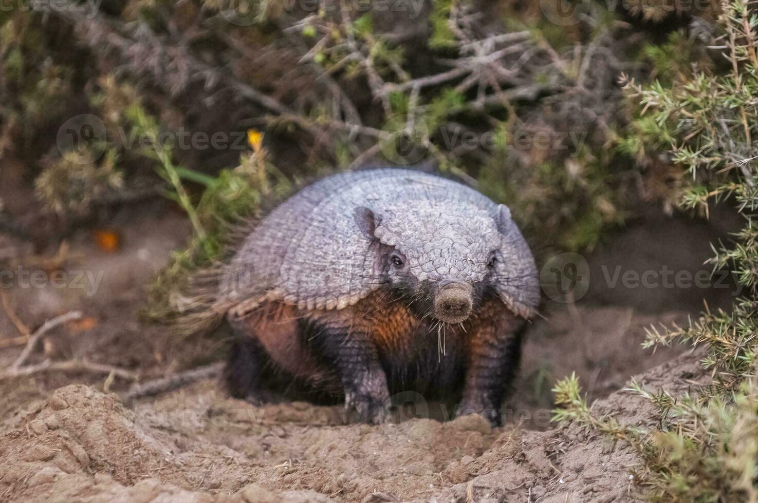 Hairy Armadillo, in desert environment, Peninsula Valdes, Patagonia, Argentina photo