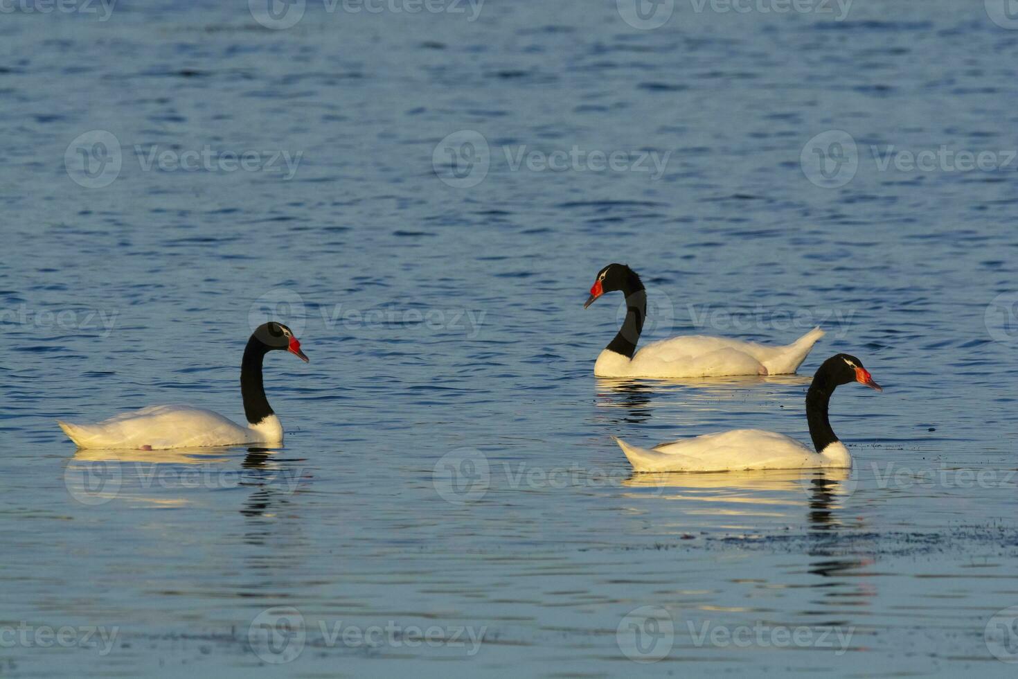 Black necked Swan swimming in a lagoon, La Pampa Province, Patagonia, Argentina. photo
