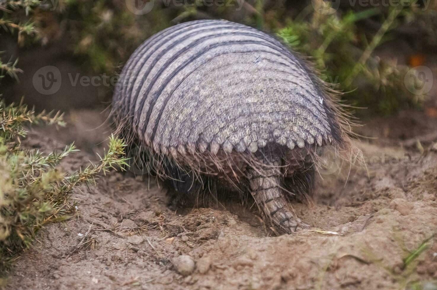 Hairy Armadillo, in desert environment, Peninsula Valdes, Patagonia, Argentina photo