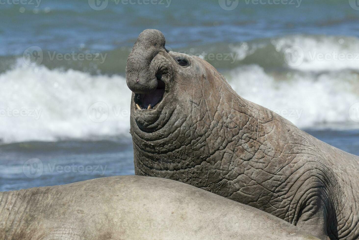 Male elephant seal, Peninsula Valdes, Patagonia, Argentina photo