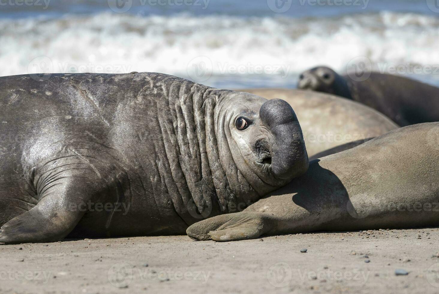 Male elephant seal, Peninsula Valdes, Patagonia, Argentina photo