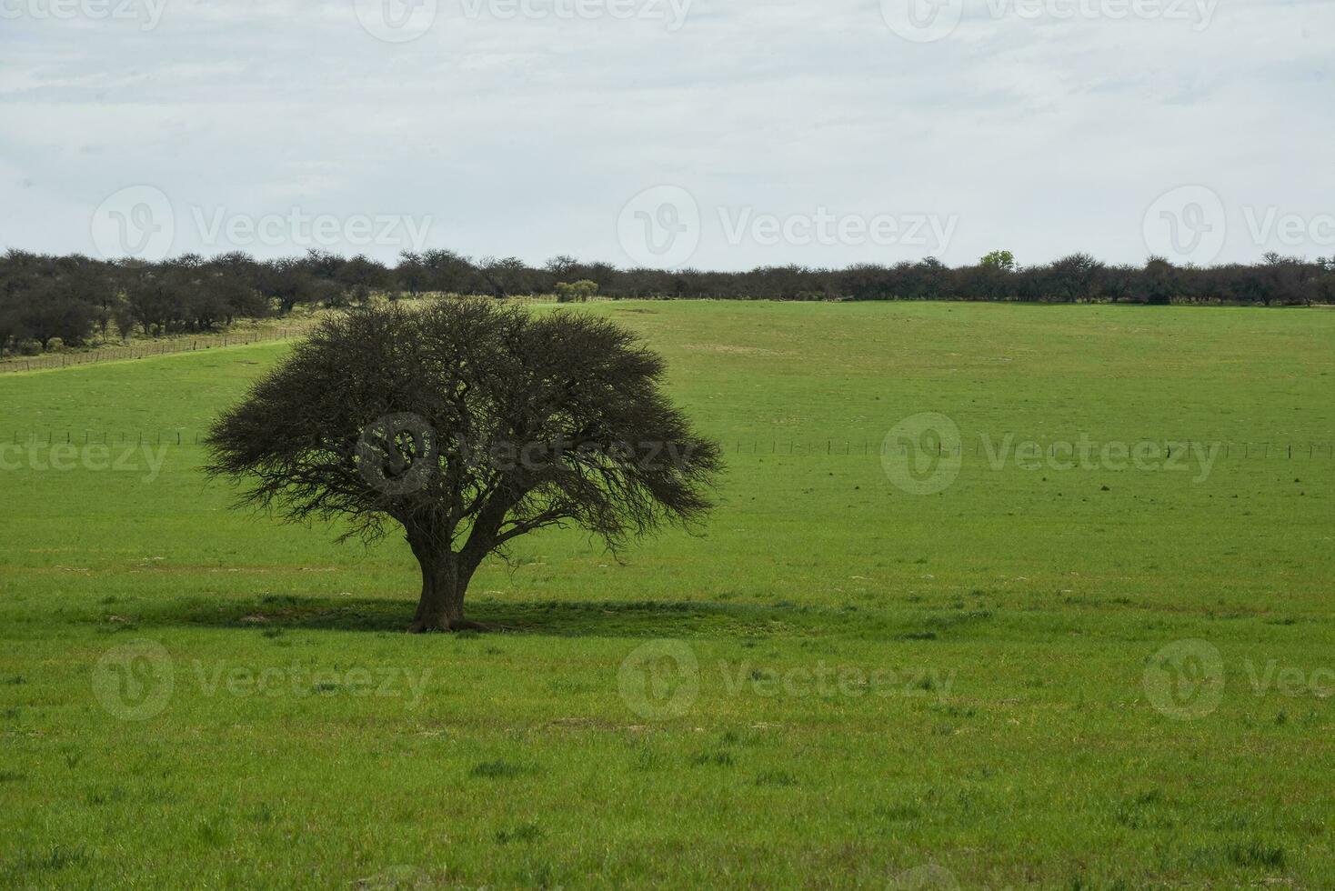 Lonely tree in Pampas Landscape, La Pampa province, Patagonia, Argentina photo