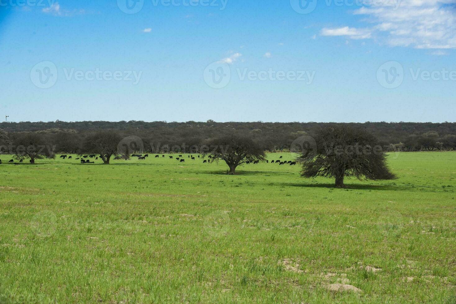 Lonely tree in Pampas Landscape, La Pampa province, Patagonia, Argentina photo