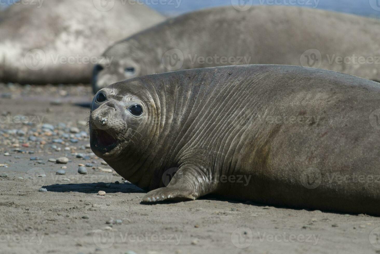 Male elephant seal, Peninsula Valdes, Patagonia, Argentina photo